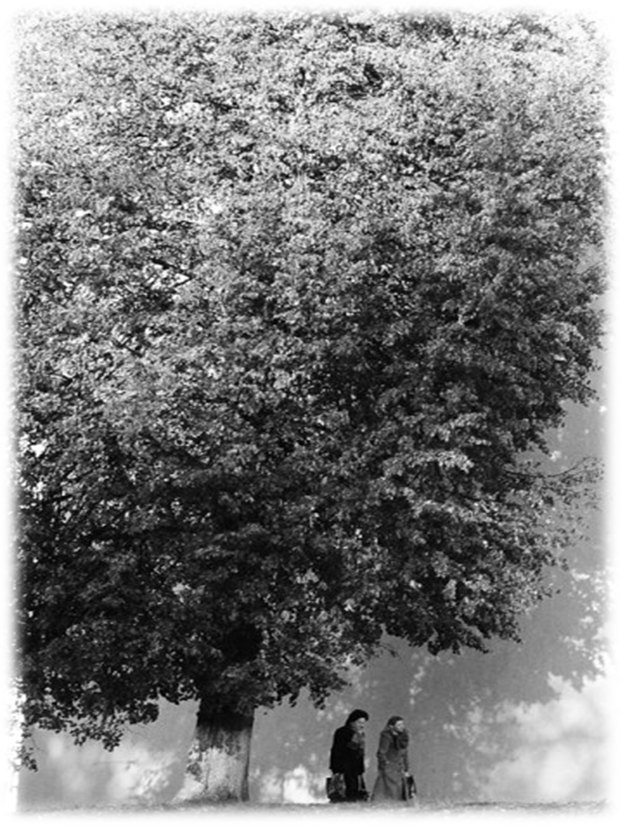 Слуцкая бэра, фото грушевого дерева